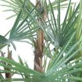 Livistonia artificiel