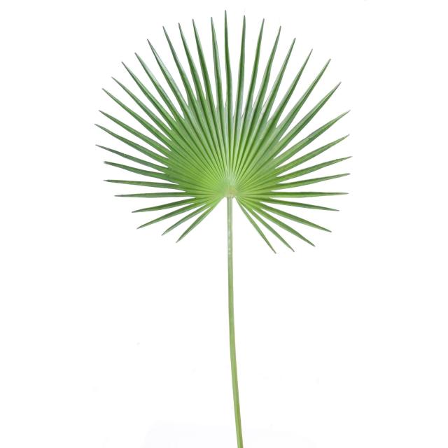 Palme Artificielle de Palmier Camerus de 120 cm