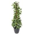 Pothos Artificiel Tuteur