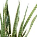 Sansevieria artificiel