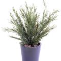 Podocarpus Artificiel Buissson UV