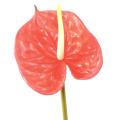 Anthurium artificiel Mini