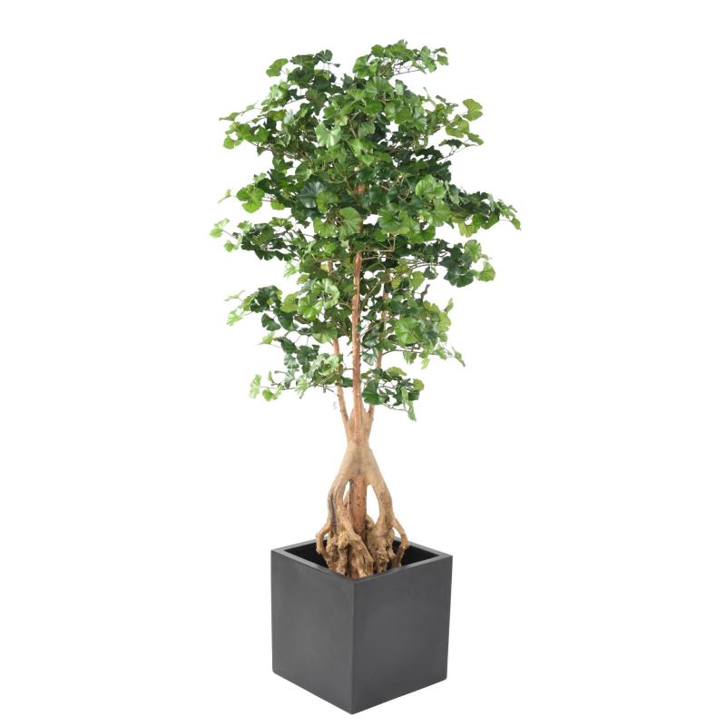 Ginkgobiloba Artificiel Root