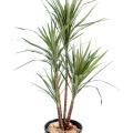 Dracena artificiel Marginata