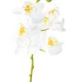 Phalaenopsis Artificielle