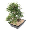 Bonsai Orme Artificiel en Coupe Gravier