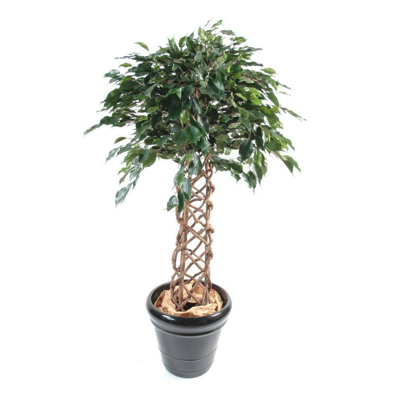 Ficus artificiel cage