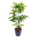 Palissandre artificiel Plast