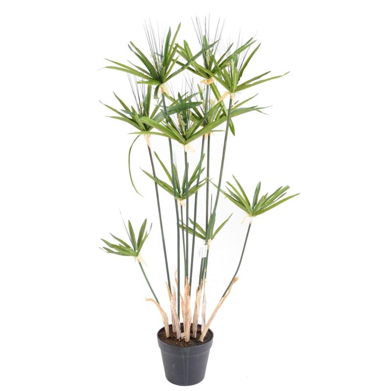 Papyrus Artificiel Alternifolius