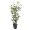 Rosier Artificiel Royal Palissade