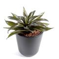 Agave artificielle Mini