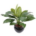 Xanthosoma artificiel