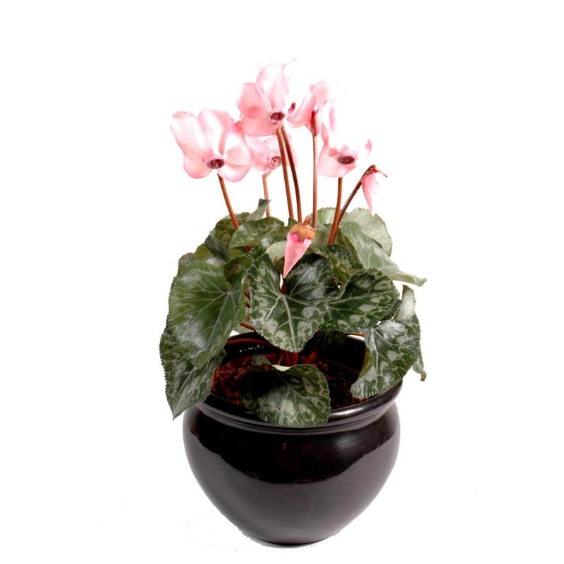 Cyclamen artificiel