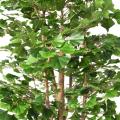Ginkgobiloba Artificiel 180 N