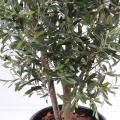 Olivier artificiel New Buisson