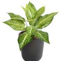 Aphelandra Artificiel Mini