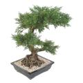 BONSAI JUNIPERUS ARTIFICIEL EN COUPE