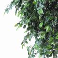 Ficus artificiel natasja tree