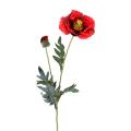 Pavot Artificiel 72