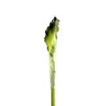 Arome artificiel XL (ARUM)