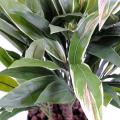 Dracena Artificiel Cordyline Touffe