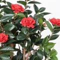 Camelia Artificiel Japonica Double NEW