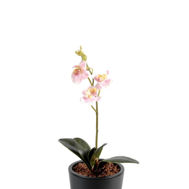 Phalaenopsis Artificielle S