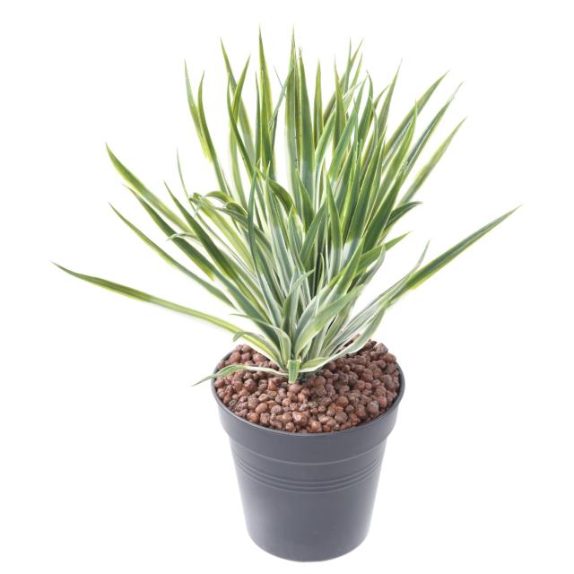 Yucca Artificiel Golden Sword