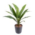 Dracena artificiel Cordyline 60 cm