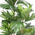 Artocarpus Artificiel Altilis Multi Troncs (arbre à Pain)